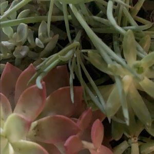 Meet your Posher, Devina